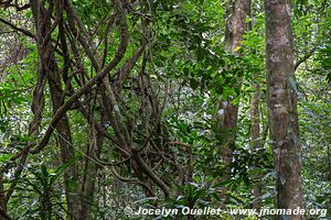 Forêt de Chirinda - Zimbabwe