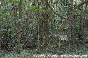 Forêt de Chirinda - Zimbabwe