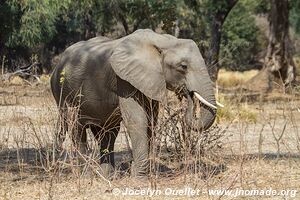 Mana Pools National Park - Zimbabwe