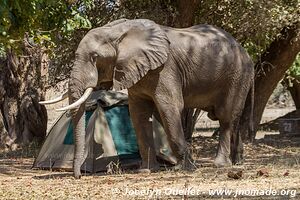 Parc national de Mana Pools - Zimbabwe