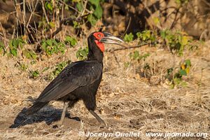 Parc national de Mana Pools - Zimbabwe