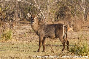 Parc national de Mana Pools - Zimbabwe