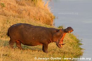 Parc national de Mana Pools - Zimbabwe