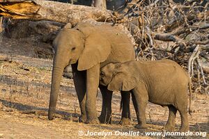 Parc national de Mana Pools - Zimbabwe