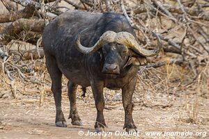 Parc national de Mana Pools - Zimbabwe