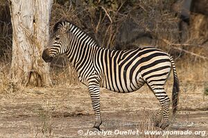 Parc national de Mana Pools - Zimbabwe