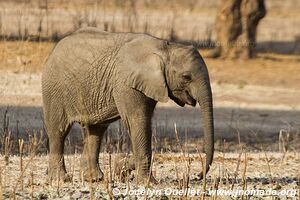 Mana Pools National Park - Zimbabwe