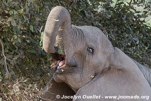 Mana Pools National Park - Zimbabwe