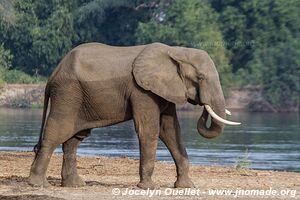 Parc national de Mana Pools - Zimbabwe