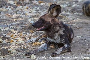 Parc national de Mana Pools - Zimbabwe