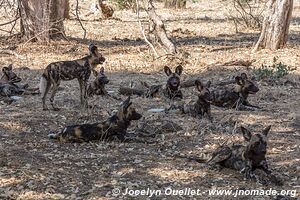 Parc national de Mana Pools - Zimbabwe