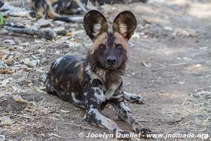 Parc national de Mana Pools - Zimbabwe