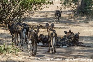 Mana Pools National Park - Zimbabwe