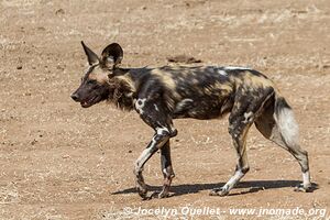 Parc national de Mana Pools - Zimbabwe