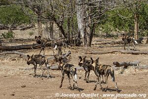 Parc national de Mana Pools - Zimbabwe