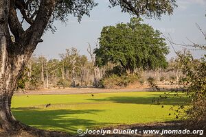 Mana Pools National Park - Zimbabwe