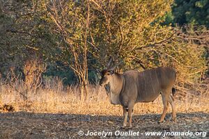 Mana Pools National Park - Zimbabwe