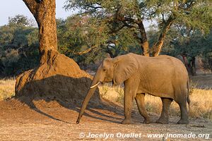 Parc national de Mana Pools - Zimbabwe