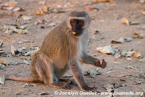 Mana Pools National Park - Zimbabwe