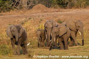 Mana Pools National Park - Zimbabwe