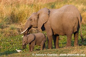 Mana Pools National Park - Zimbabwe