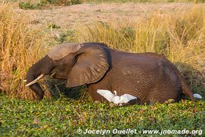 Parc national de Mana Pools - Zimbabwe