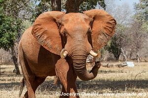 Parc national de Matusadona - Zimbabwe