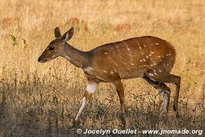 Parc national de Matusadona - Zimbabwe