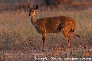 Parc national de Matusadona - Zimbabwe