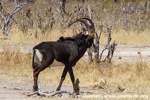 Parc national de Hwange - Zimbabwe