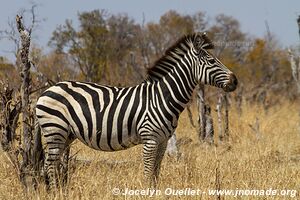 Hwange National Park - Zimbabwe