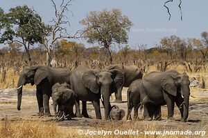 Parc national de Hwange - Zimbabwe