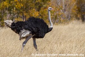 Parc national de Hwange - Zimbabwe