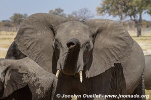 Parc national de Hwange - Zimbabwe