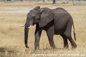 Hwange National Park - Zimbabwe