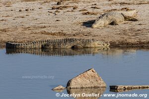 Parc national de Hwange - Zimbabwe