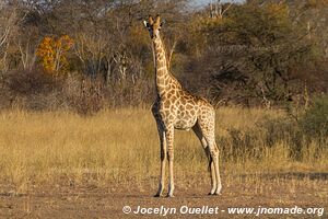 Parc national de Hwange - Zimbabwe