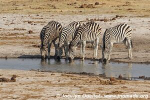 Hwange National Park - Zimbabwe