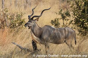 Parc national de Hwange - Zimbabwe