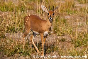 Parc national de Hwange - Zimbabwe