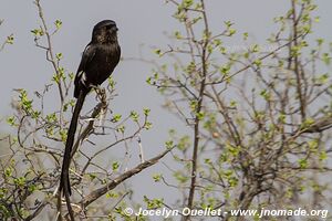 Parc national de Hwange - Zimbabwe