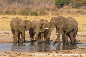 Parc national de Hwange - Zimbabwe