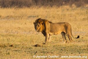 Parc national de Hwange - Zimbabwe