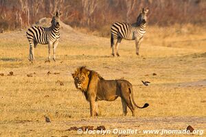 Parc national de Hwange - Zimbabwe