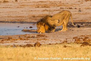 Parc national de Hwange - Zimbabwe