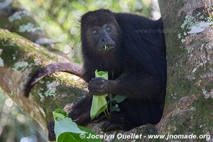 Community Baboon Sanctuary - Belize