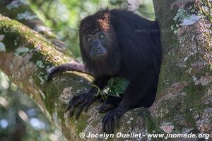 Community Baboon Sanctuary - Belize