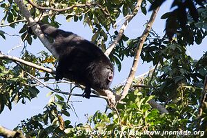 Community Baboon Sanctuary - Belize