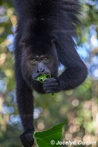 Community Baboon Sanctuary - Belize