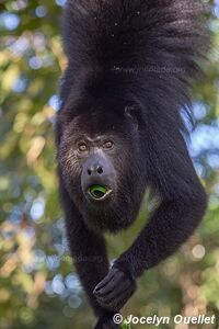 Community Baboon Sanctuary - Belize